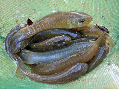 https://www.virginia-saltwater-fishing.com/wp-content/uploads/2009/09/mummichog-bait.jpg