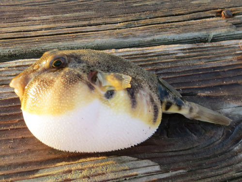 northern puffer fish