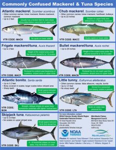 NOAA Fisheries Mackerel and Tuna Identification Guide – Virginia ...